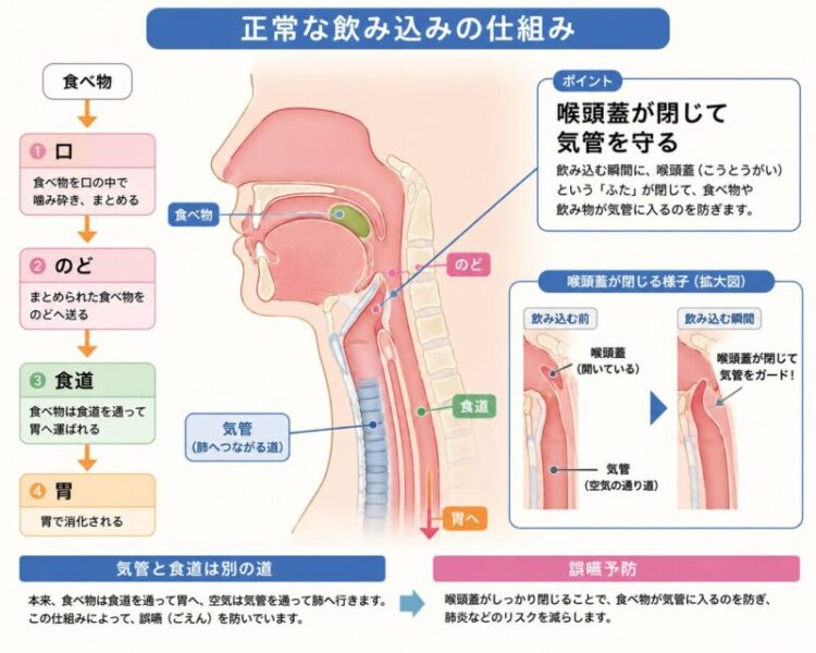 嚥下機能を鍛えて誤嚥性肺炎を予防しましょう【柏市・医科歯科連携・柏五味歯科内科リウマチクリニック】のアイキャッチ画像