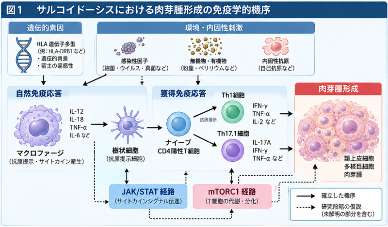 サルコイドーシスの肉芽腫形成に関わるマクロファージとT細胞、炎症性サイトカインの免疫病態図。