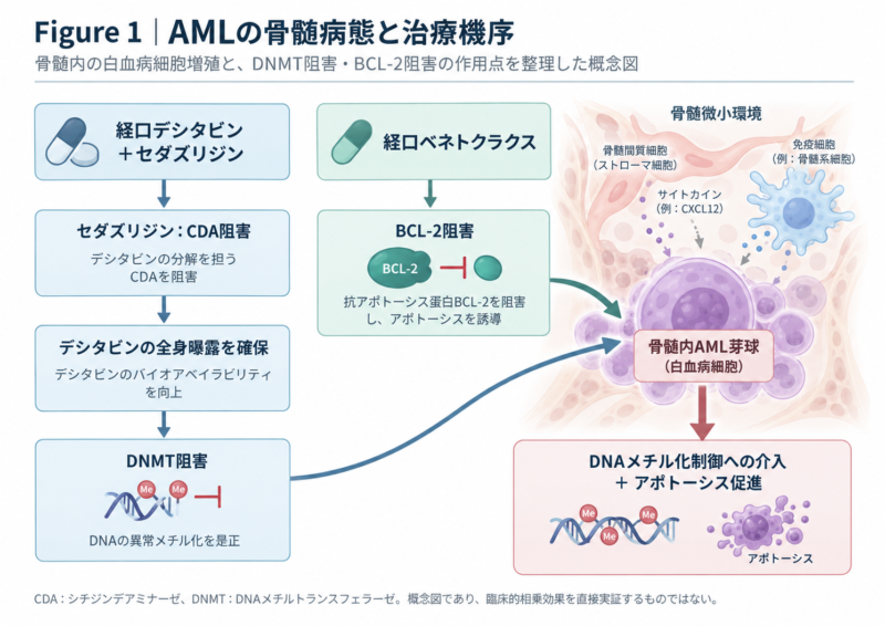 急性骨髄性白血病におけるDNA低メチル化薬とBCL-2阻害薬の作用機序