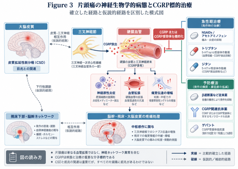 片頭痛の病態とCGRP標的治療の模式図。三叉神経血管系、CGRP放出、硬膜血管、脳幹・視床・大脳皮質の疼痛処理、CSDと前兆の関係、および急性期治療薬と予防薬を示す。
 コピー