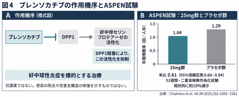 ブレンソカチブによるDPP1阻害の模式図と、ASPEN試験の年間増悪率を比較した図。25mg群1.04、プラセボ群1.29回/人年、率比0.81。