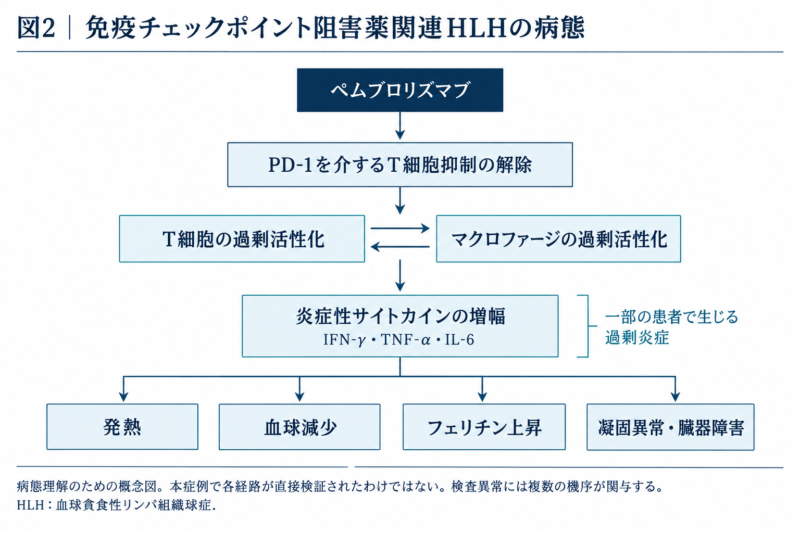 PD-1阻害後のT細胞とマクロファージの過剰活性化、およびHLHの発熱・血球減少・フェリチン上昇との関係を示す模式図。