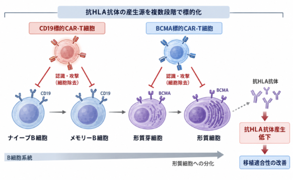 【NEJM 2026】高度HLA感作患者へのCAR-T細胞療法｜抗HLA抗体を減らし腎移植を実現した第1相試験のアイキャッチ画像