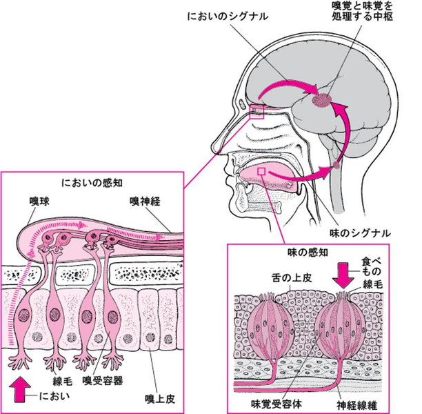 食物中の味物質が唾液に溶け、味細胞を刺激し、神経系を介して中枢に伝達される過程を示す模式図。嗅覚情報も風味の知覚に関わる。